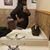Bella Dulce Sallie-Goss's profile image