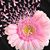 Lynne Flanagan's profile image