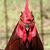Taylor Bellard's profile image