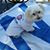Scamper Schlensker's profile image