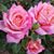 Jo Branson's profile image
