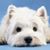 Ray Miller's profile image