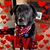Debbie Abarno Bruno's profile image