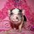 Denise Duncan's profile image