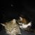 Trina Tomasini's profile image