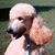 Sue Francis's profile image