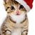 Cindee Dickerson's profile image