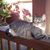 Gregory Hamernik's profile image