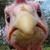 Susie Reynolds Johnson Morrison's profile image