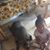 Jennifer Pinegar Canada's profile image