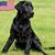 Laurie Williams's profile image