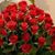 Samim Hotak's profile image