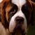 Minnow Lewis's profile image