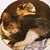 Don Walli's profile image
