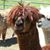 Diana Hellman's profile image