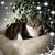 Dianne Cannon's profile image