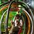 Shane Dowden's profile image