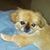 Nikki Latreille's profile image