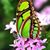 Diane Wicks's profile image