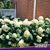 Elaine Taylor Blakey's profile image