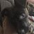 Kristy Shibley's profile image