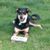 Paul Gissing's profile image