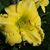 Sally Ann Hitchens's profile image