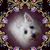 Debbie Kinsey's profile image