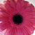 Rachel Ferguson's profile image