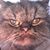 Robyn Shaw Whitcomb's profile image