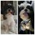 Luis Alfonso Moreno's profile image