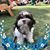 Susan Schuffman Levin's profile image