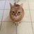 Michael Dinelli's profile image