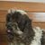 Joseph Riggio's profile image