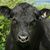Ron Ragle's profile image
