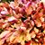Saima Arshad's profile image