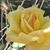 Marilynn Wright's profile image