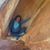 Debbie Frankenberger's profile image