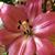 Patty Kanka Hedges's profile image