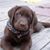 Bonnie Gibbons-Garman's profile image