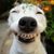 Jose Miguel Pepe's profile image