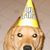 Glenn Critelli's profile image