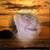 Judy Rios's profile image