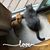 Angie Hassay Bechtel's profile image