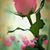 Sandy Celaya's profile image