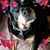 Diane Gerardino's profile image