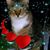 Patricia Lynn Wallace Roggy's profile image