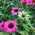 Dee Imboden Wilfling's profile image
