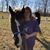 Megan Caldwell's profile image