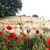 Debra Rafferty's profile image
